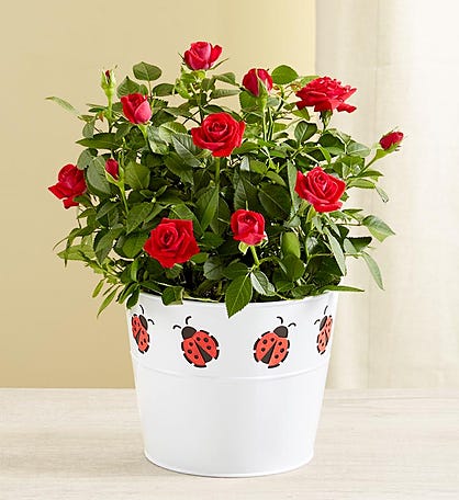 Love You Plant Gift Set, 1800Flowers.com - 101191